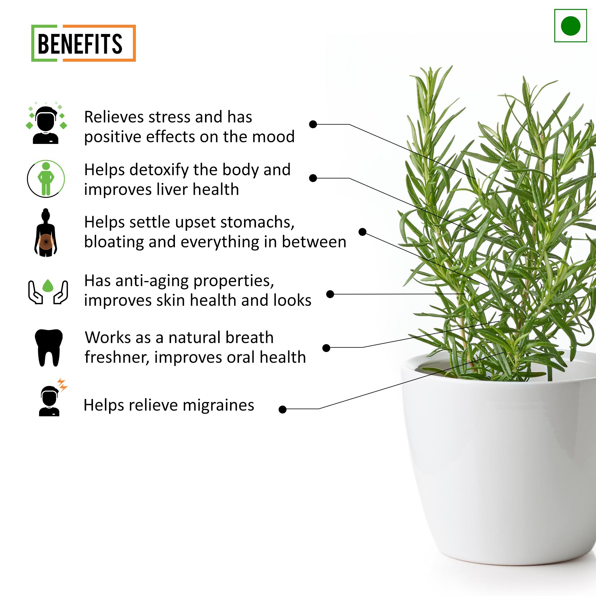 Chef Urbano Herbs Rosemary Sprinkler 25 Gms (MRP: Rs. 99/-) - Image 3